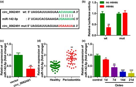 Circ 0062491 Targeted MiR 142 5p In PDLSCs A Bioinformatics