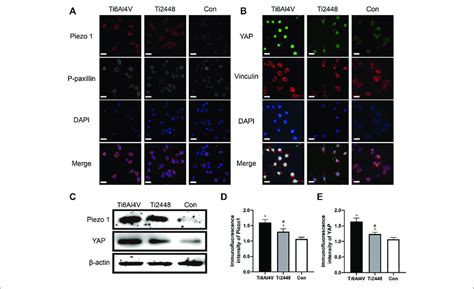 Substrate Stiffness Regulates Piezo1 Expression And YAP Nuclear