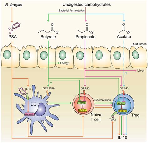 Frontiers The Environment Of Regulatory T Cell Biology Cytokines