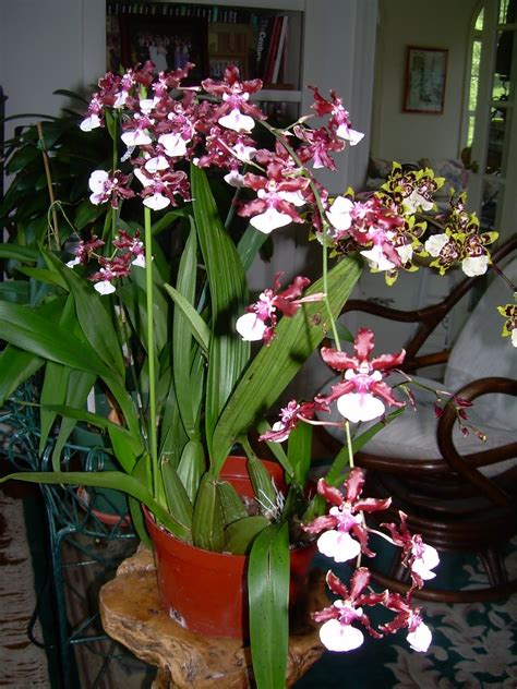 Orchids And Ikebana Oncidium Orchids Dancing Lady Orchids