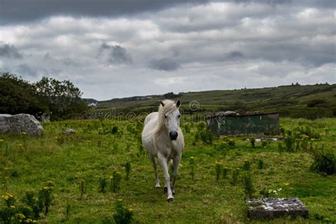 Majestic White Horse In Ireland Stock Photo Image Of Camera Irish