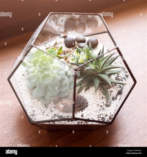 Mini Jardin Succulentes Dans Verre Terrarium En Bois Sur La Fen Tre