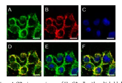 Figure 1 From Mitochondria Targeted Reaction Based Two Photon