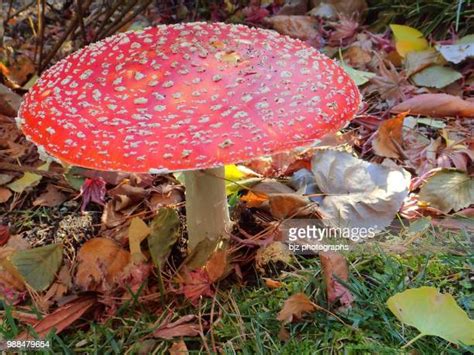 1,681 Fairyland Stock Photos, High-Res Pictures, and Images - Getty Images