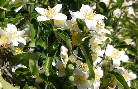 Syringa Bloom Time | Draggin Wing Farm