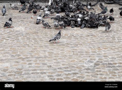 Crowded city pigeons feeding Stock Photo - Alamy