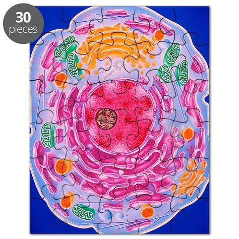 Cell Structure Puzzle By Admincp66866535