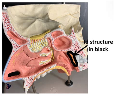 Mock Practicum 4 Practicum 4 Practicum 4 Urinary Reproductive