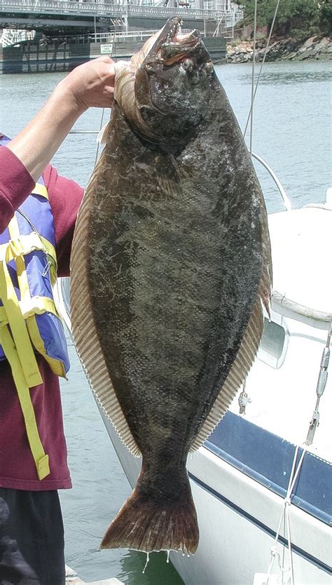 Pacific And California Halibut Unusual And Interesting Fish Fish