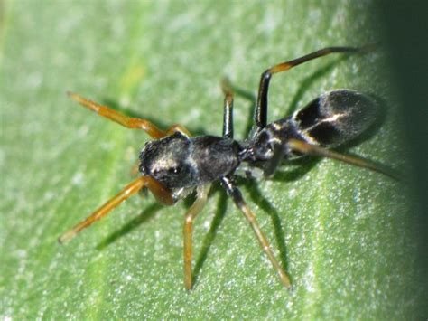 Amazing Facts Over The World: Top 5 Dangerous Ant Species In The World