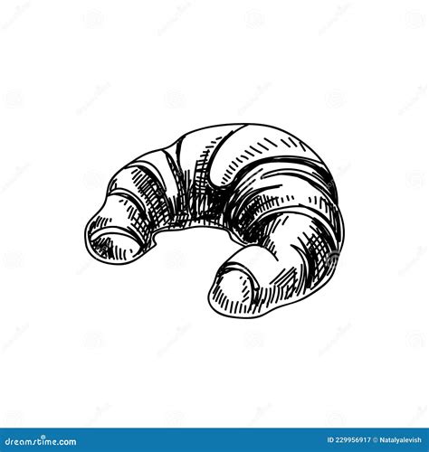 Croissant Hand Drawn Black And White Vector Illustration Stock Vector