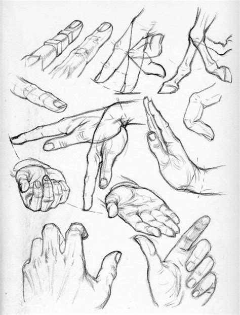 Come Si Disegnano Le Mani Secondo Andrew Loomis Circolo D Arti