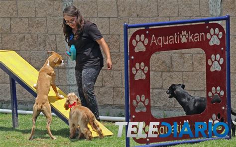 AquatiKan el parque acuático para perros en Puebla Telediario México