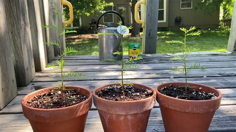 Bald Cypress Seedlings Late June 2020 Youtube