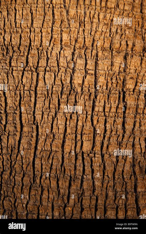 Tree Bark Hi Res Stock Photography And Images Alamy