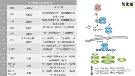 Nf κb通路又有新发现，医学研究必须看懂的信号通路 知乎