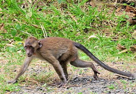 Philippine Long Tailed Macaque Project Noah