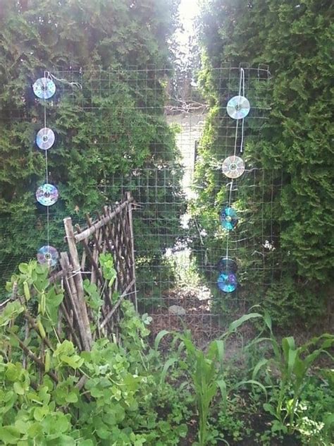 Bird Deterrents For Gardens