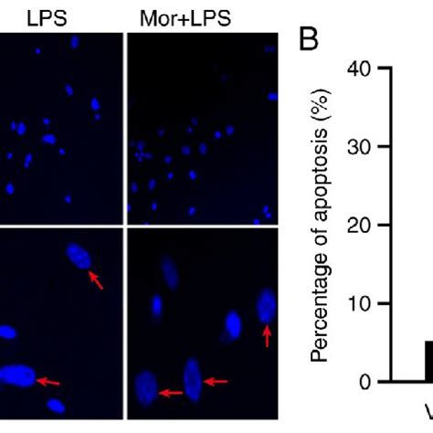 Morphine Increases The Apoptosis Of LPS Induced BMDMs A