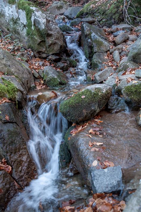 Bildet strøm skog kropp av vann vannforsyning vassdraget natur