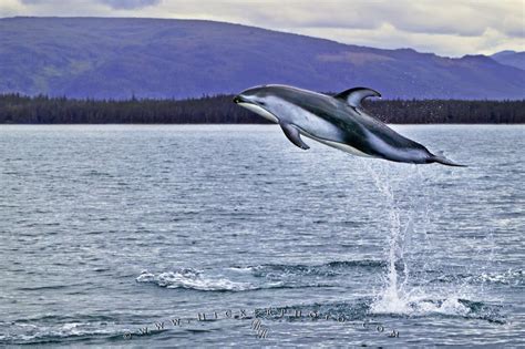 High Jumping Wild Dolphin Photo Information