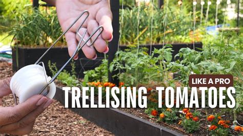 Changing The Way I Trellis Tomatoes Lower Lean Youtube