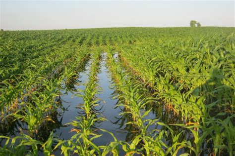 Shallow Groundwater And Soil Impacts On Corn Water Use And Yield