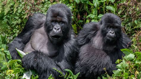 Magical Encounters With Mountain Gorillas Of Bwindi Andbeyond