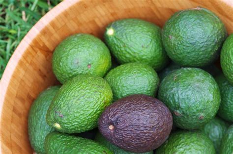 Aguacate Verde De La Variedad Hass Una Fruta Rica Nutritiva Del Hogar