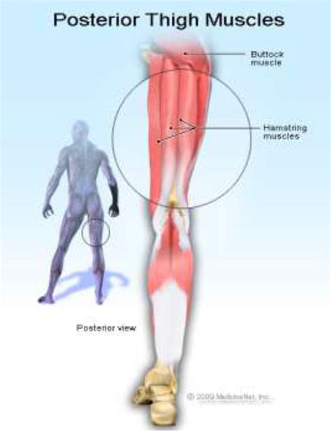 Thigh Pain – Back (Hamstring Muscle Strain) | Jacoline Scott Physiotherapists