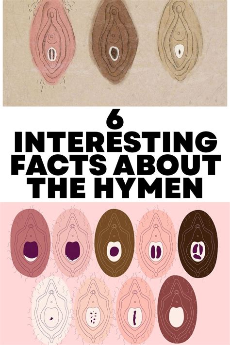 6 Interesting Facts About The Hymen Fun Facts Health Facts Medical