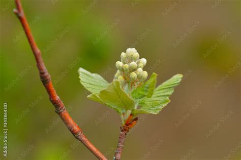 Wolliger Schneeball Viburnum lantana im Frühjahr Stock Foto Adobe Stock