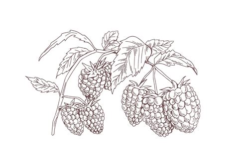 Premium Vector Blackberry Branch Outlined Botanical Sketch Of