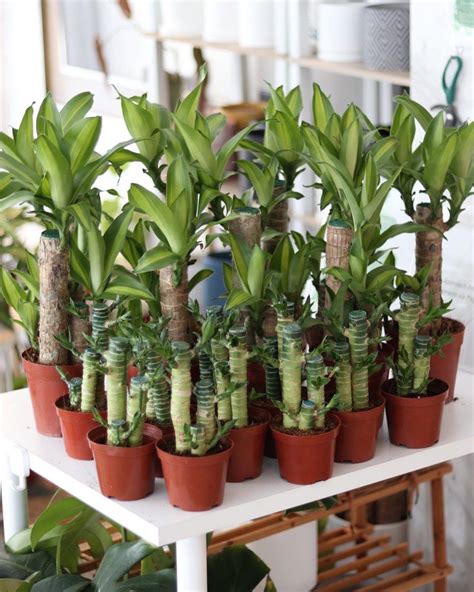 Dracaena Fragrans Iron Plant Furniture Home Living Gardening