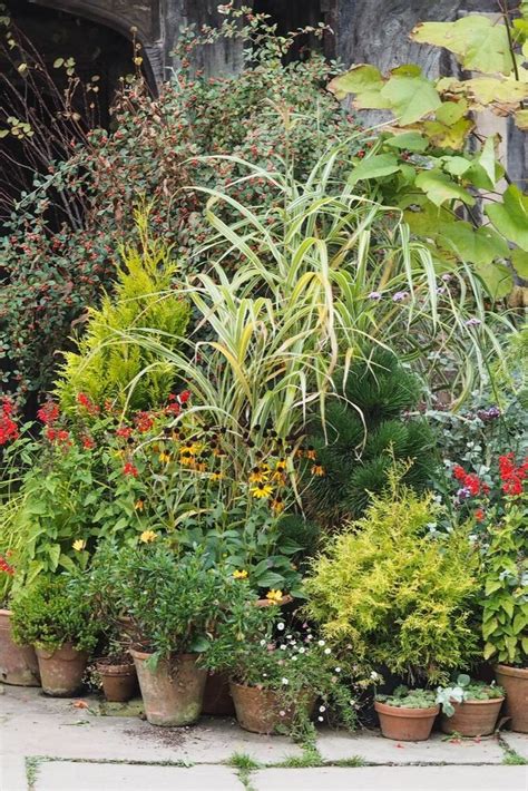 10 Easy Care Evergreen Pots For Year Round Impact The Middle Sized