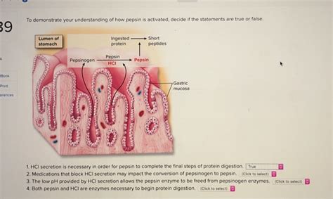 Solved To Demonstrate Your Understanding Of How Pepsin Is