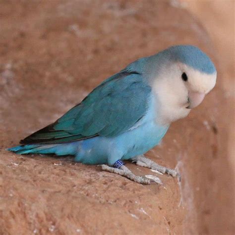 Peach Faced Lovebird Pied