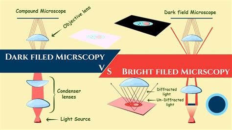 Dark Filed And Bright Field Microscopy Compound Microscope Vs Dark