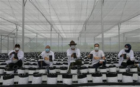 Konsep Smart Farming Untuk Petani Milenial Terbukti Sukses Panen Melon