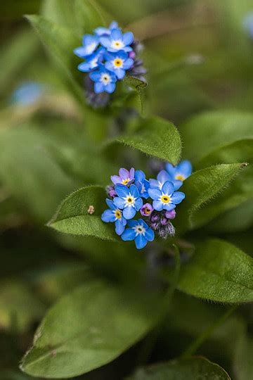 Blue Forget Me Not Flowers Field Sunlight Green Photo Background And