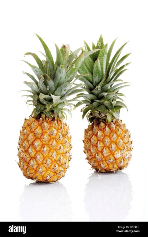 Two Miniature Pineapples Stock Photo Alamy