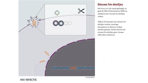 Hiv Hoe Kan Het Hiv Virus Zichzelf Vermenig Cyberpoli