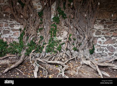 Medieval Stone Wall With Ivy Tree Roots Creeping Plant Chojnik Castle