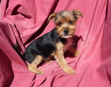 Yorkie/Chihuahua Puppy | Chorkie Puppies Washington, DC | Windsor Oak Farm