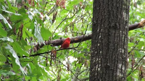 Summer Tanager Youtube