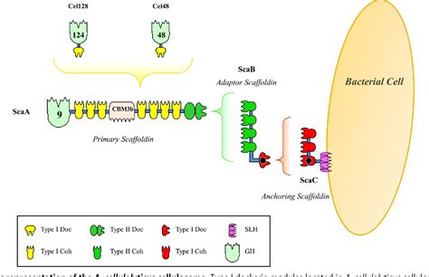 Figure 1 From Cell Surface Attachment Of Bacterial Multienzyme