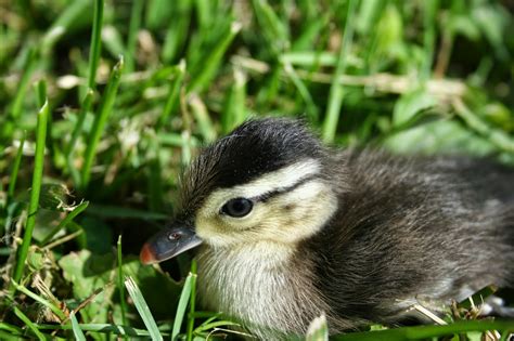 Chicken Scratch Poultry: Farm Happenings - Raising a Baby Wood Duck