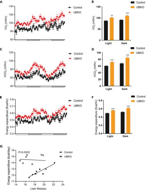 Ctnnb Catenin Inactivation In Ucp Positive Adipocytes Augments The