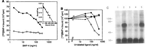 Figure From A Truncated Bone Morphogenetic Protein Receptor Affects