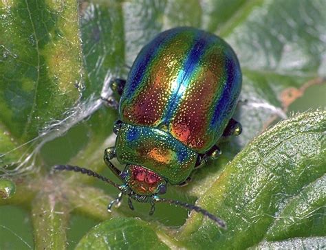 Rainbow Leaf Beetle Chrysolina Cerealis Rhamphotheca